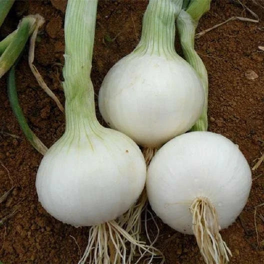 White Sweet Spanish Onion Seeds - Allium cepa Vegetable Gardening Seeds for Large, Sweet Onions, Packaged, Tracking Included