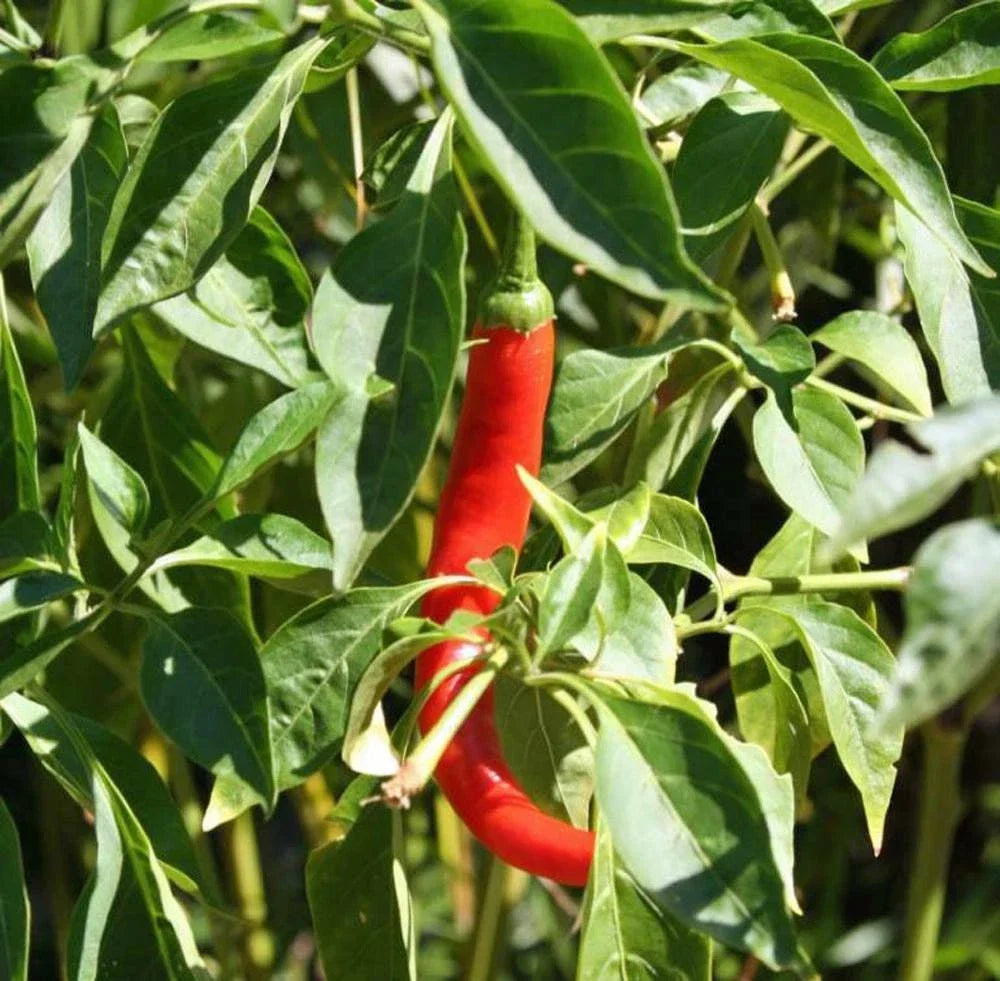 Cayenne Pepper Seeds, Heirloom Non-GMO, Hot N Red Variety, Chili Pepper Seeds, Capsicum annuum, 100+ Seeds