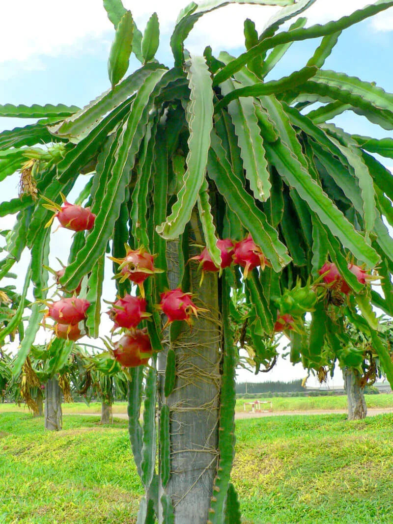 4'' Dragon Fruit Cactus Cutting, Hylocereus undatus, White Flesh Pitaya, Edible Exotic Fruit Plant for Home Garden