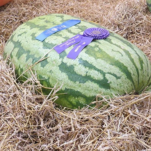 Carolina Cross Watermelon Seeds – Heirloom Non-GMO Citrullus lanatus for Large, Sweet Melons, 50 Seeds