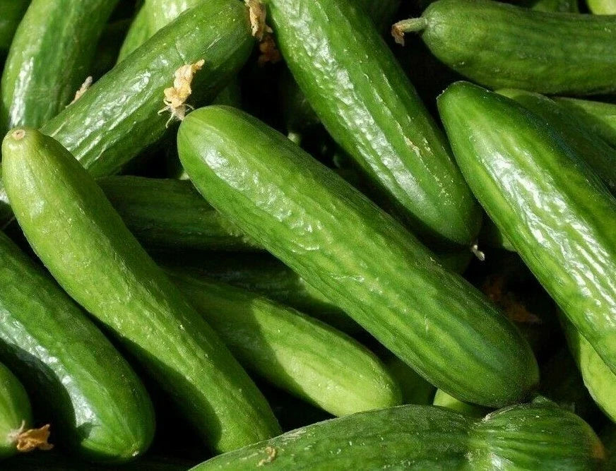 Muncher Cucumber Seeds - 30+ Pack for Garden & Pickling - Cucumis sativus - Vining, Crisp, Green