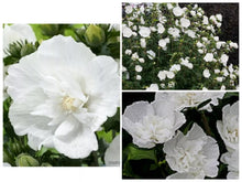 Heirloom White Chiffon Double Rose of Sharon Hibiscus Flower Seeds - 25+ Seeds