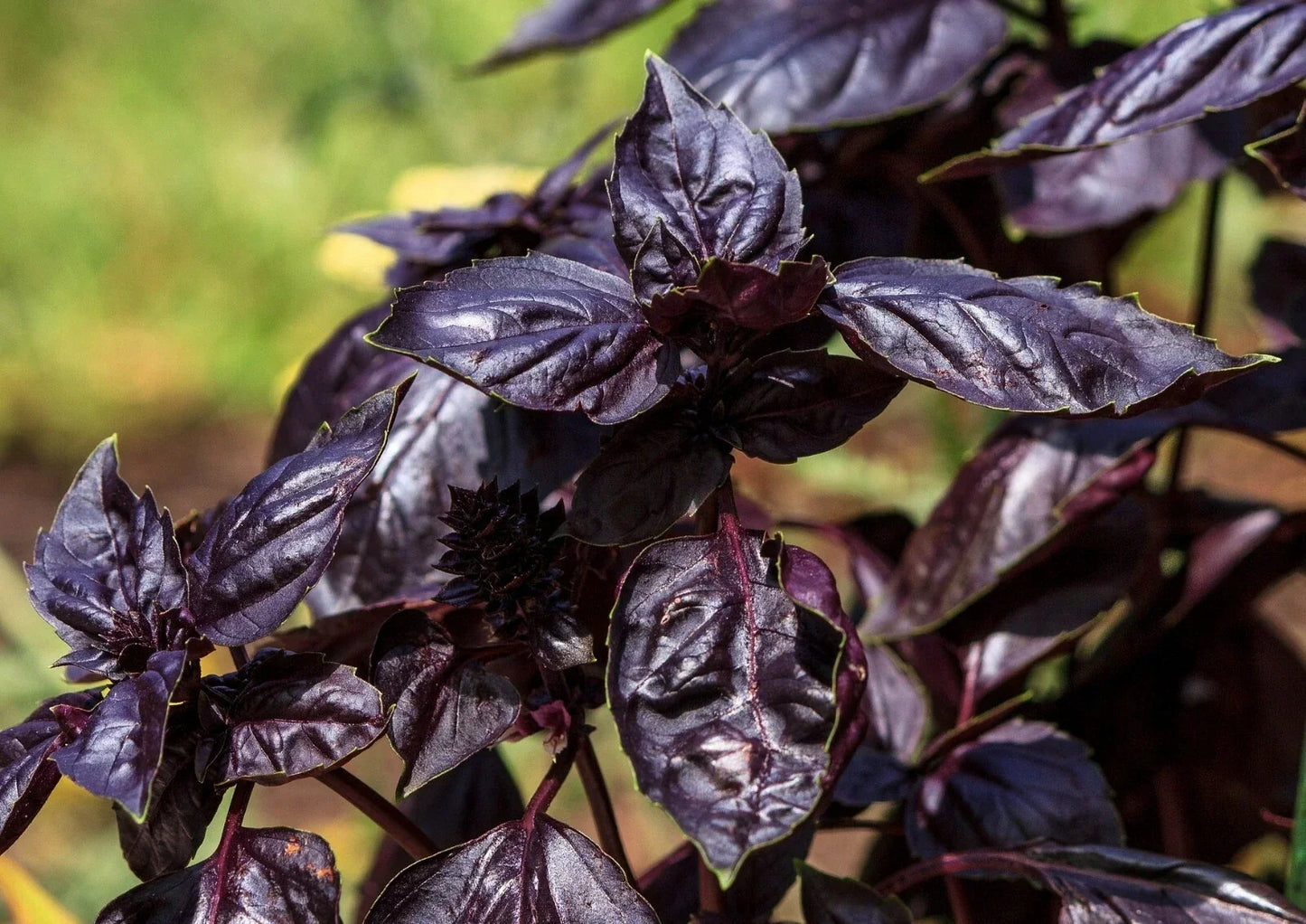 Thai Basil Seeds - Purple Heirloom Variety, Non-GMO, 450+ Seeds, Ocimum basilicum, Culinary & Garden Use