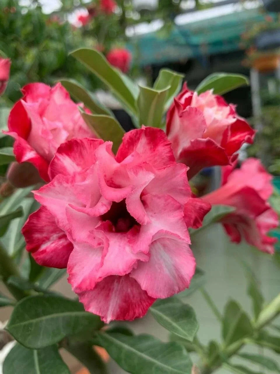 Double Red White Desert Rose Seeds - Adenium Obesum Perennial Flower Seeds, Compact Shrub, Full Sun, Drought Resistant, 10 Pack