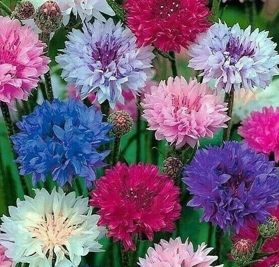 Dwarf Cornflower Seeds - 200 Bachelor Button Flower Seeds, Centaurea cyanus, Wildflower Garden Planting