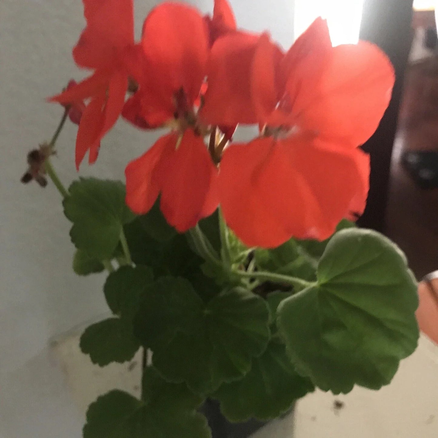Geranium Plant 4-Inch Salmon Orange Pelargonium Live Flowering Plant for Garden Planters
