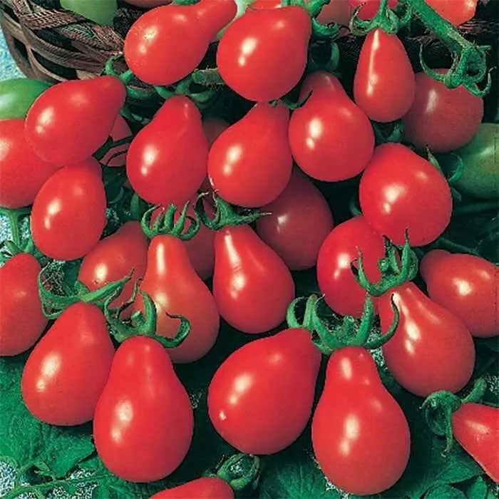 Red Pear Tomato Seeds - Heirloom Non-GMO, Solanum lycopersicum, Juicy Red Pears for Salads & Canning, 60+ Seeds