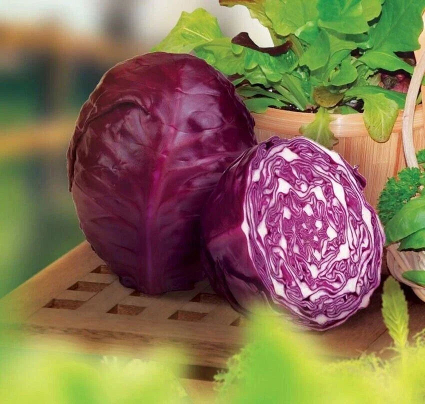 Red Acre Cabbage Seeds - Organic Heirloom Non-GMO Brassica oleracea - Compact, Deep Red Color, Packaged for Gardening