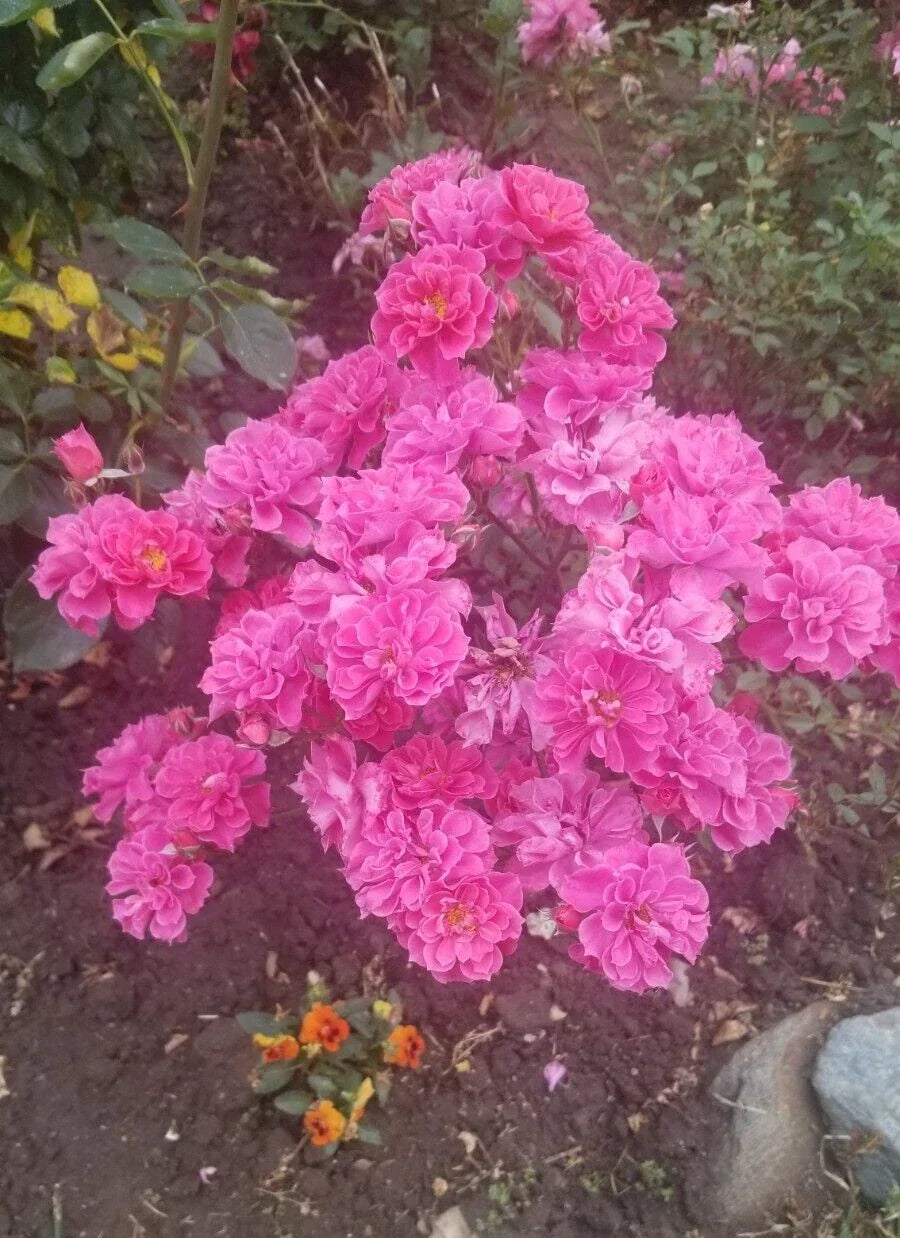 Deep Pink Miniature Rose Cuttings - Live Fresh 3-Pack - Rosa spp. - Compact, Vibrant Blooms for Garden or Pots