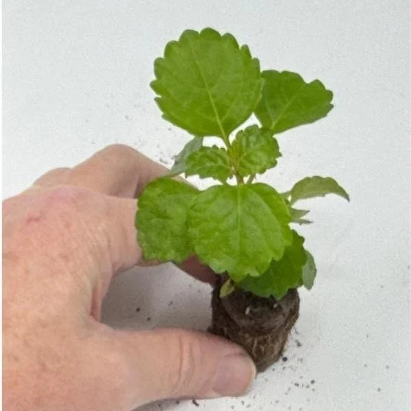 Plectranthus Swedish Ivy Live Rooted Starter House Plants, Trailing Green Vines, Indoor Decor, Plectranthus verticillatus