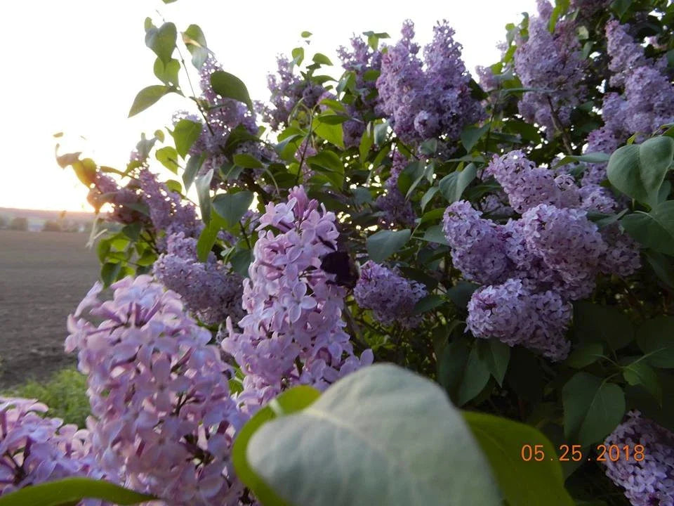 Old Fashioned Lilac Sapling - Bare Root Syringa vulgaris Shrub for Gardens, Fragrant Purple Flowers, Dormant Shipping