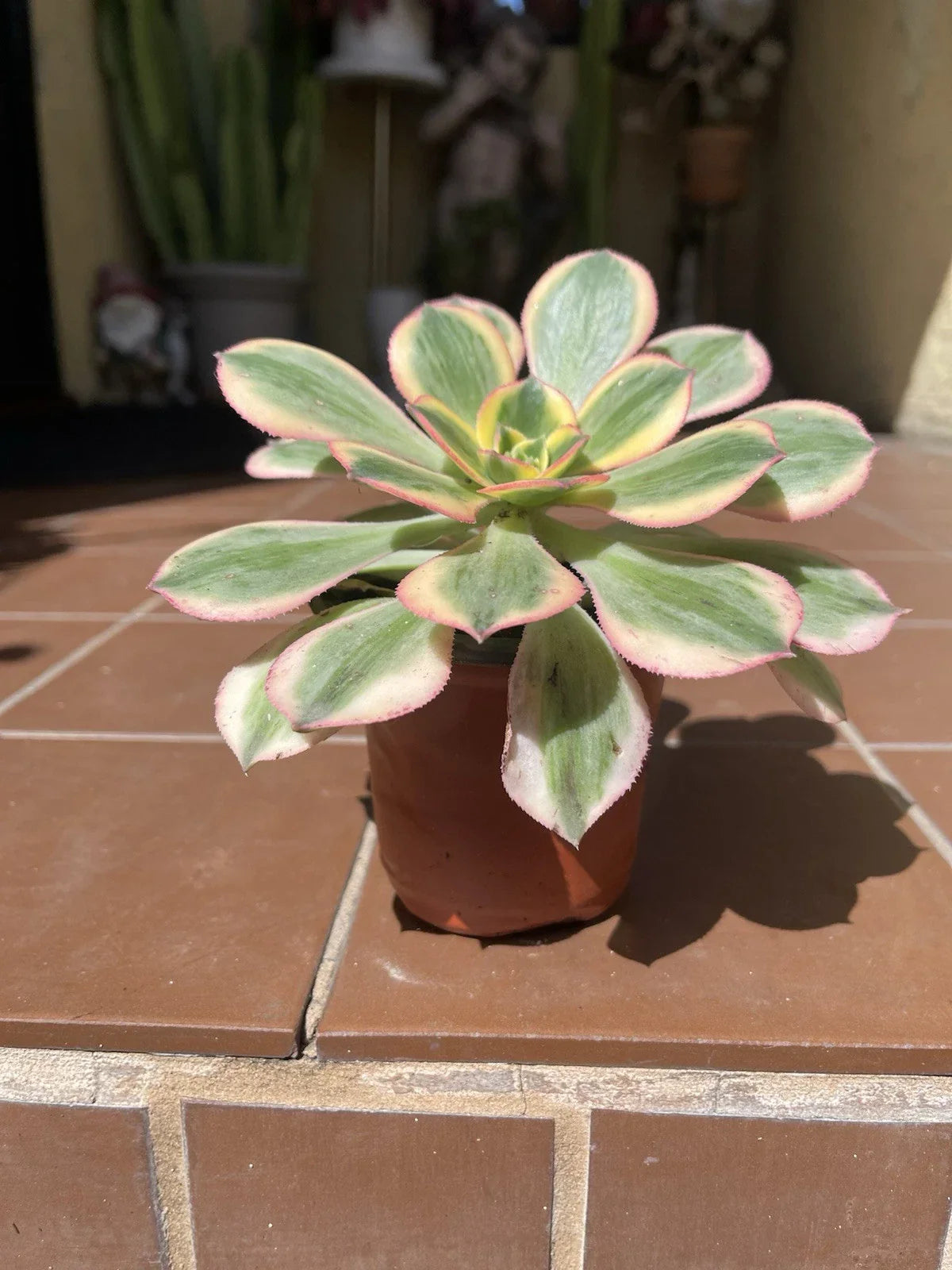 Aeonium Sunburst Succulent Cutting 4-6" Variegated Green and Yellow Crassulaceae Plant