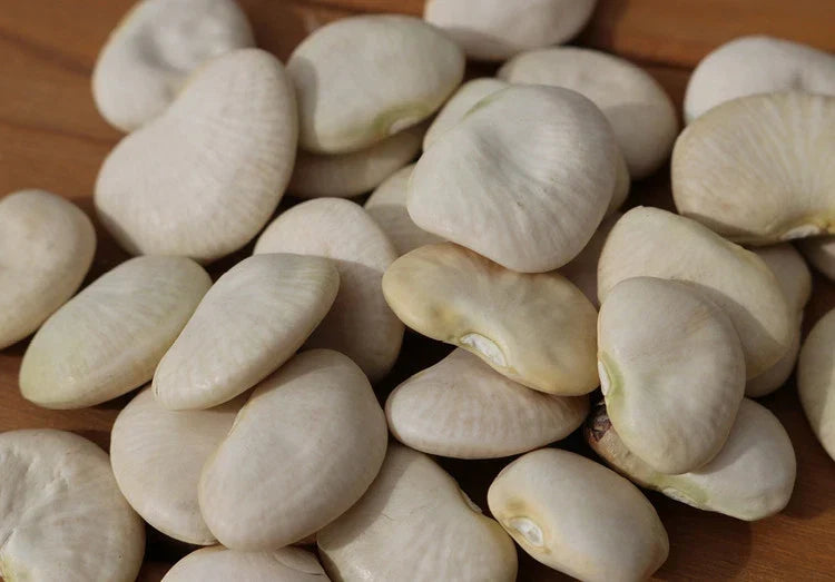 Lima Bean Seeds - Pack of High-Quality Burpee Improved Phaseolus lunatus for Home Gardening and Planting