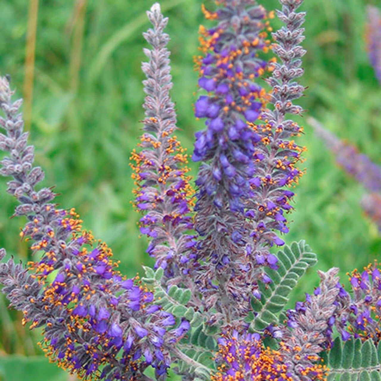 Lead Plant Seeds, Drought Tolerant Perennial Amorpha canescens, Native North American Flowering Plant, 115 Seeds