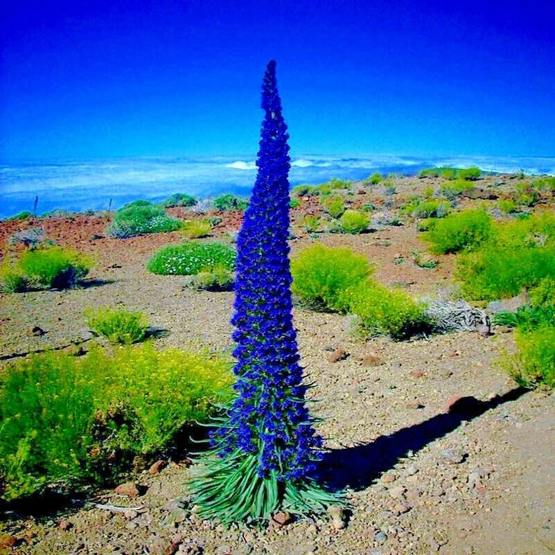 Pride of Madeira Flower Seeds – Blue Tower of Jewels – Echium fastuosum – Garden Plant, Drought-Tolerant, Pollinator Attracting, 20 Seeds