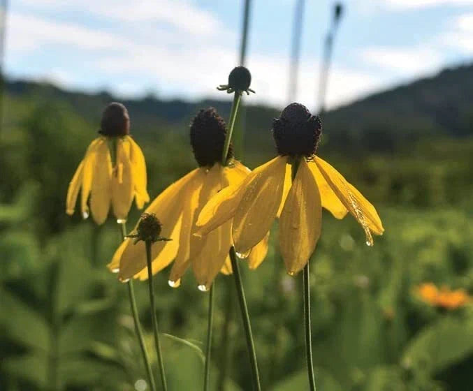Weeping Coneflower Seeds (100) - Ratibida pinnata Native Wildflower
