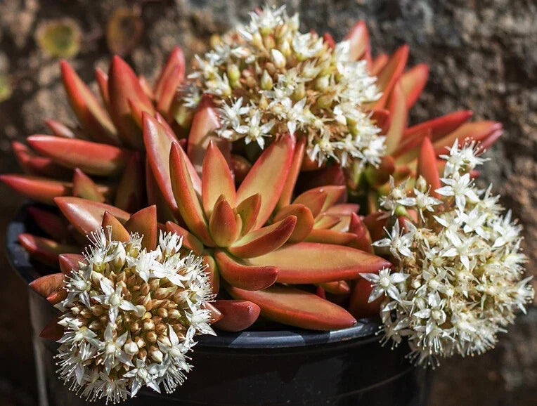 Sedum Adolphii 'Firestorm' Succulent Cuttings – 1.5" Diameter, Vibrant Yellow-Orange Foliage, Unrooted Plant for Indoor & Outdoor Gardens