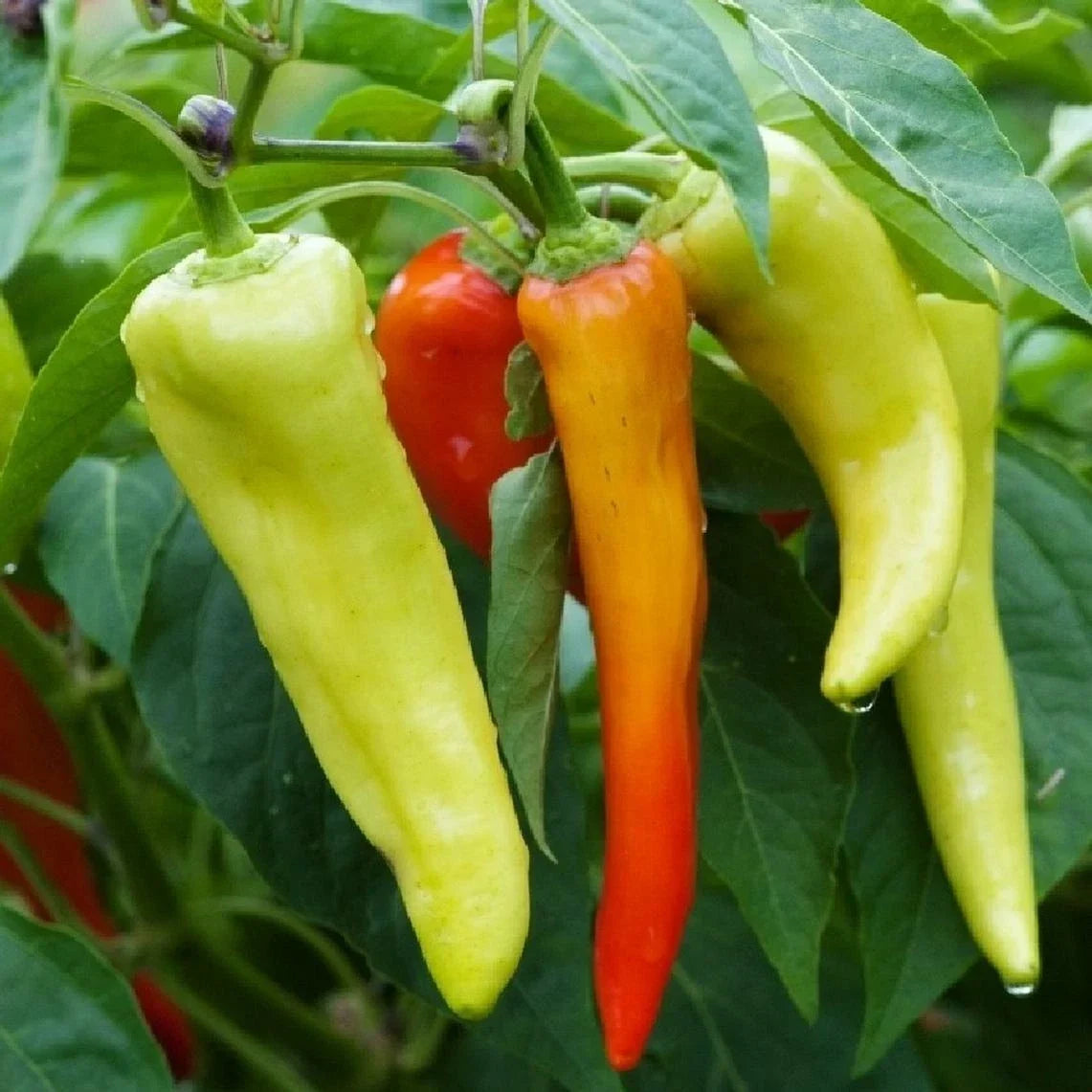 Sweet Banana Pepper Seeds – Non-GMO Capsicum annuum for Home Gardens, Container Growing, USA Grown