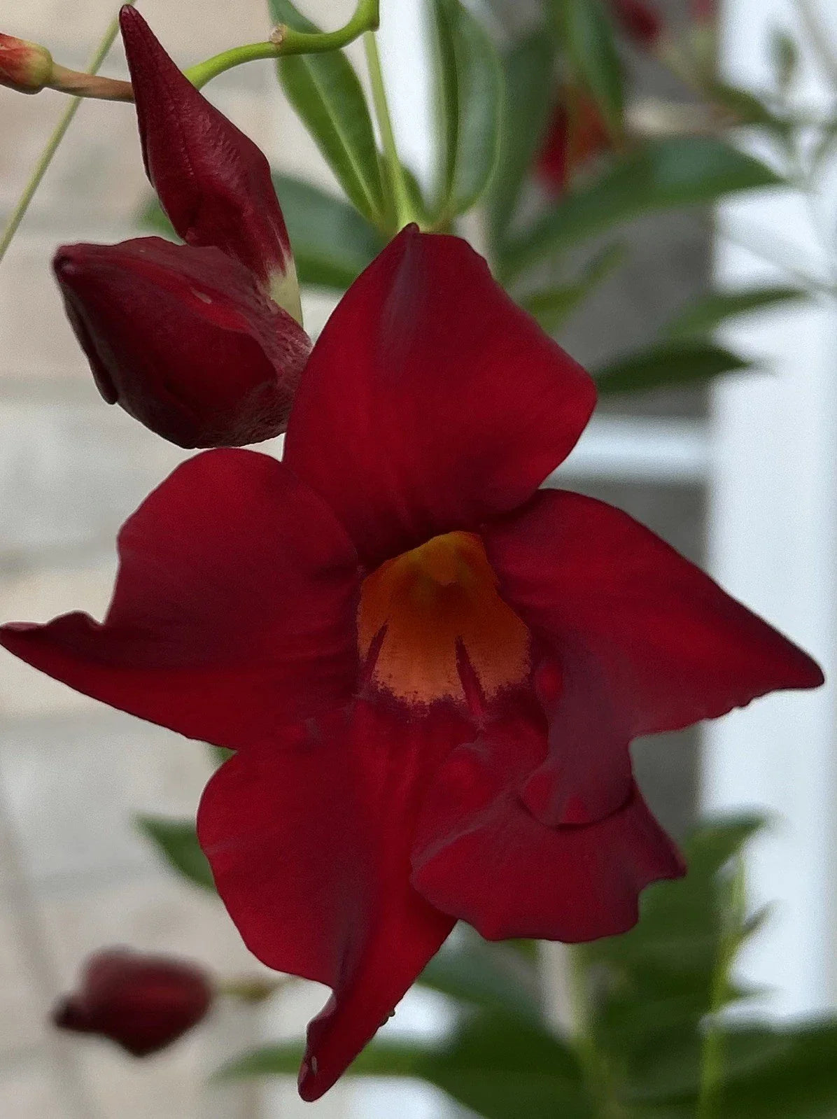 Red Mandevilla Vine Cuttings - 2 Pieces with Root Sprouts, Mandevilla sanderi, Climbing Red Flowering Vine for Garden & Containers