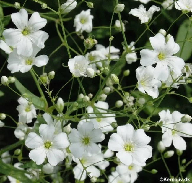 Baby's Breath Seeds 500 White Annual Flower Gypsophila elegans for Gardens & Bouquets