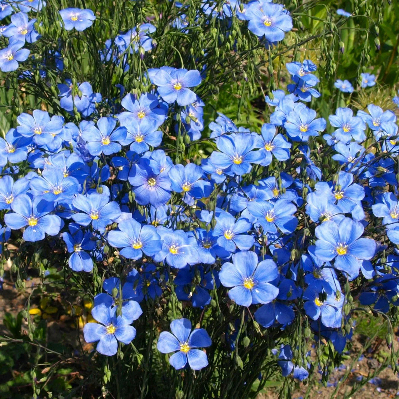 Blue Flax Seeds 2025 - Linum Perenne Lewis Lavender Sky Blue