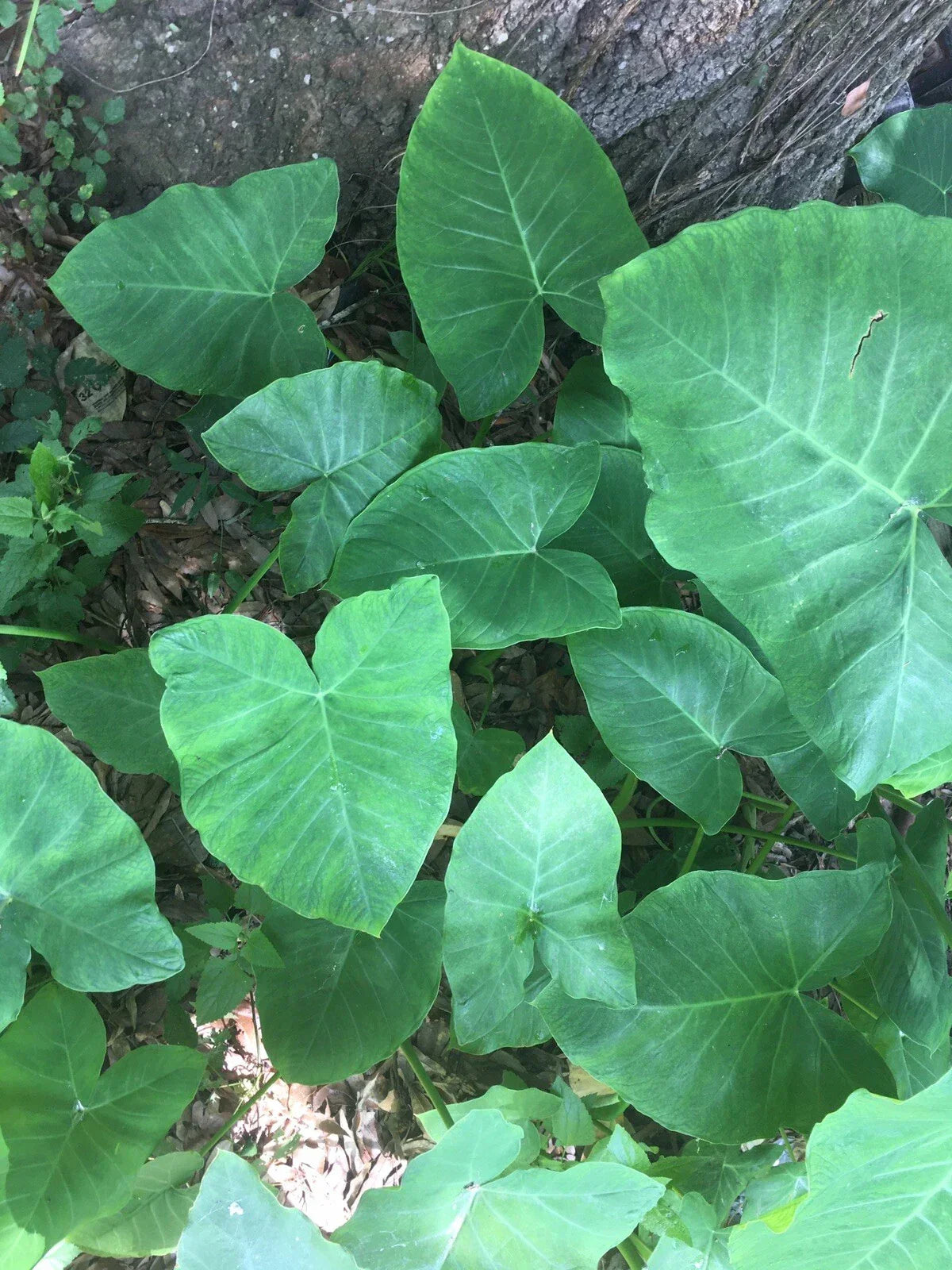 Elephant Ear Bulbs 2 Pack - Fast Growing Colocasia esculenta for Garden