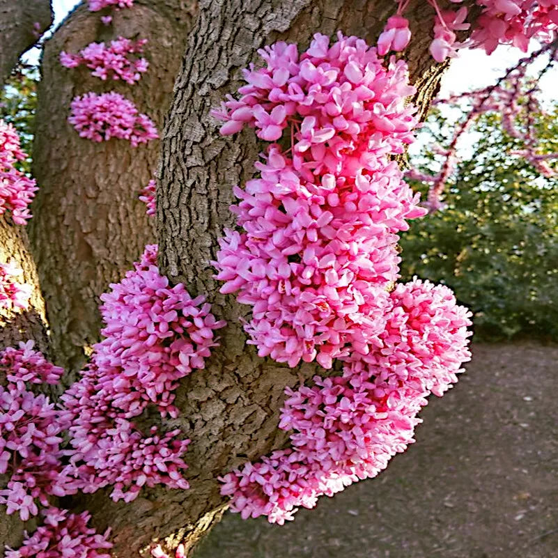 Judas Tree Seeds Cercis siliquastrum Mediterranean Redbud Pack of Seeds Hardy & Fast Growing