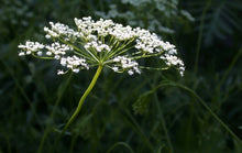 Anise Herb Seeds - Non-GMO Heirloom - Licorice Flavor - Multiple Sizes Available - Pimpinella anisum