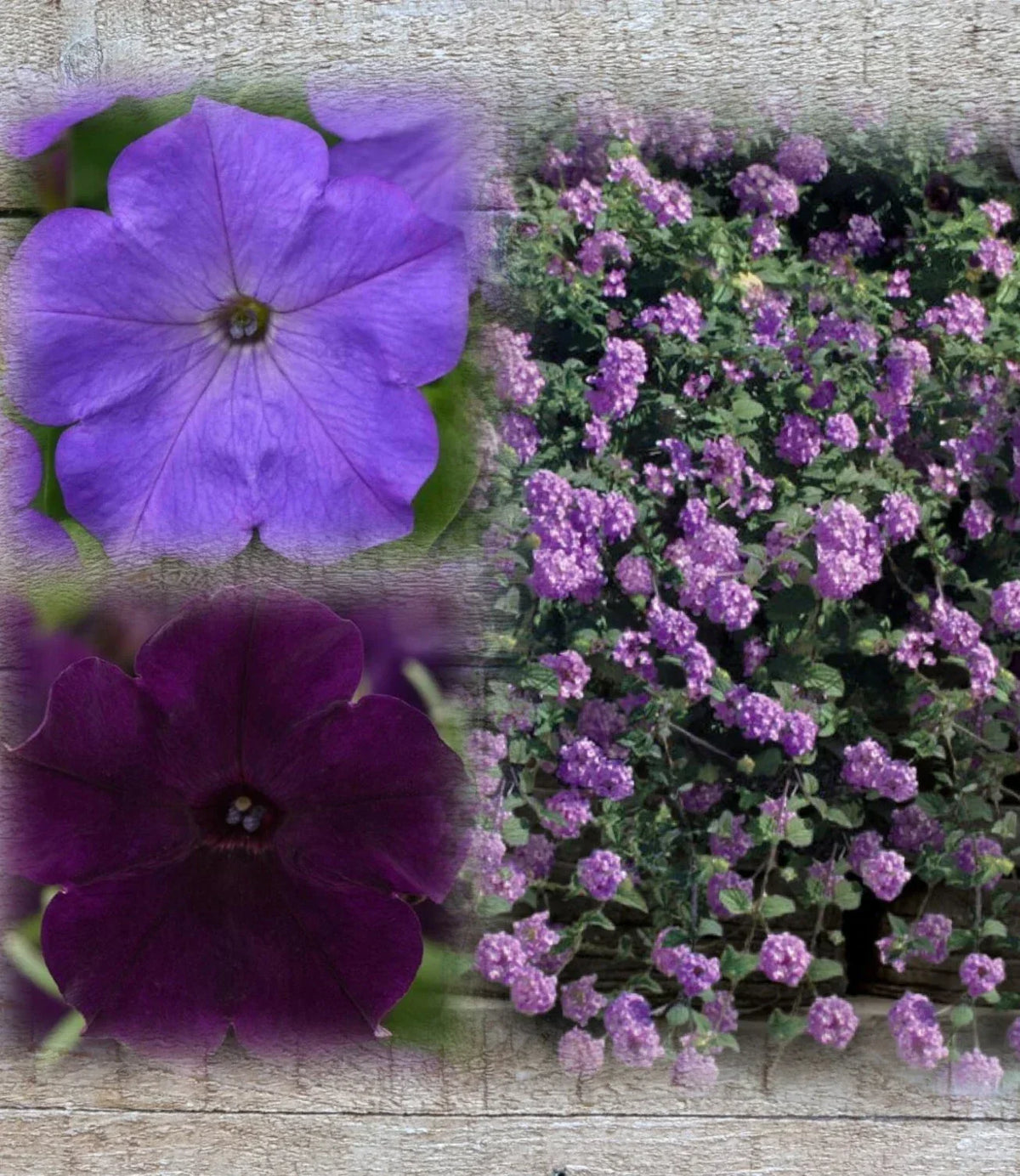 Lantana & Petunia Combo Live Plants Plugs - Dark Purple & Lavender, 6" Baby Plants