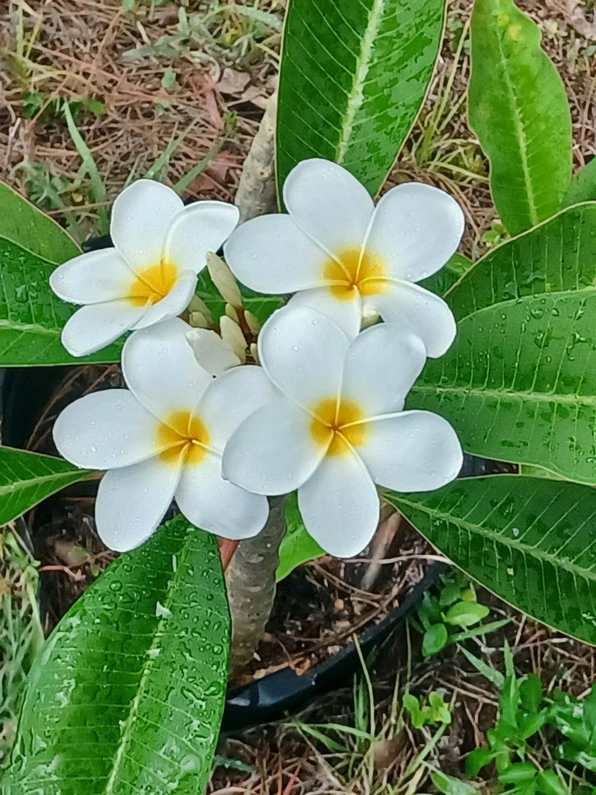 Plumeria Cuttings - Colorful Tropical Frangipani Variety - Gardening and Landscaping - Plumeria spp.