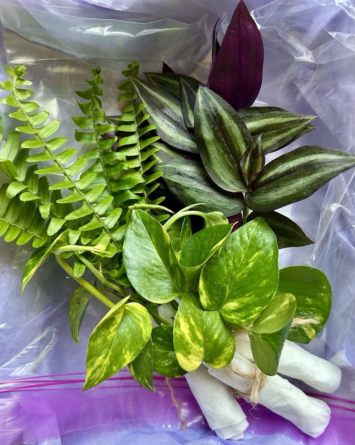 Rooted Plant Cuttings Pack – 15 Assorted Indoor & Outdoor Varieties for Propagation & Gardening