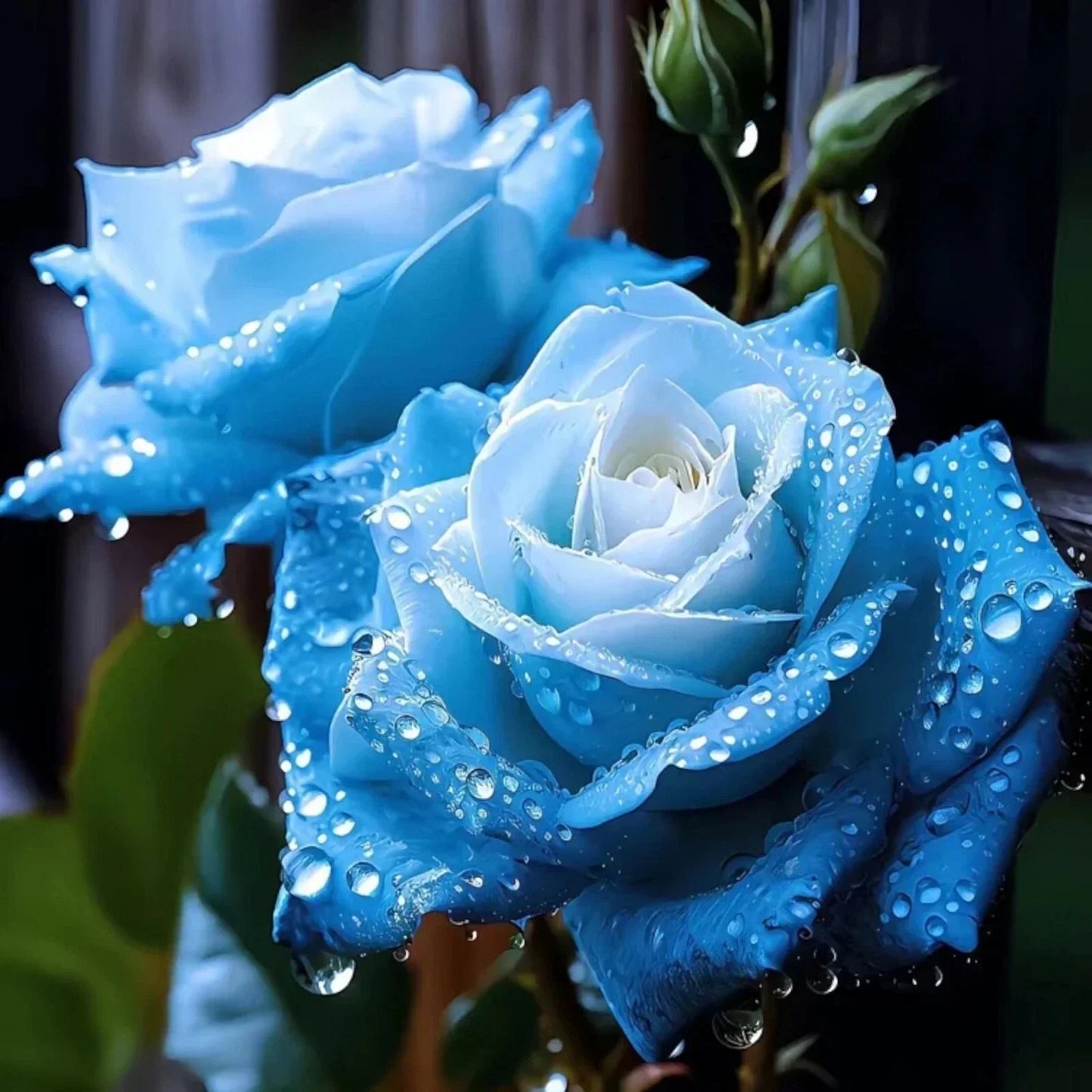 20pcs Broken Ice Blue Rose Seeds - Unique Blue Rosa for Gardens