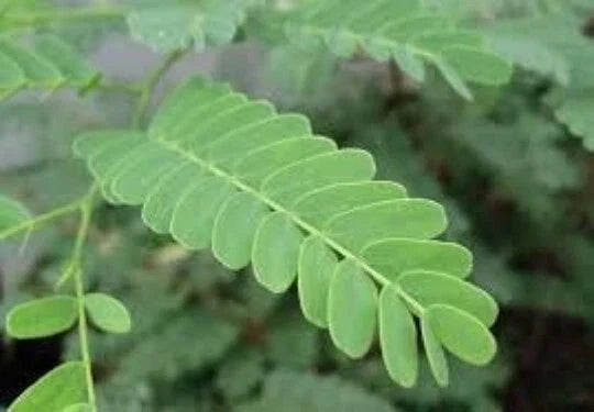 Organic Tamarind Seeds 5oz Tamarindus indica Tropical Tree Fruit Medicinal for Garden or Container Planting