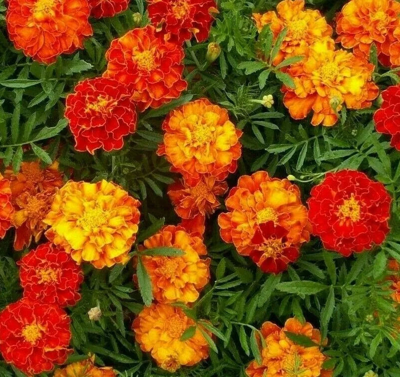 Marigold Seeds 100+ Sparky Mix Bright Orange Yellow Flower Garden Annuals Tagetes erecta