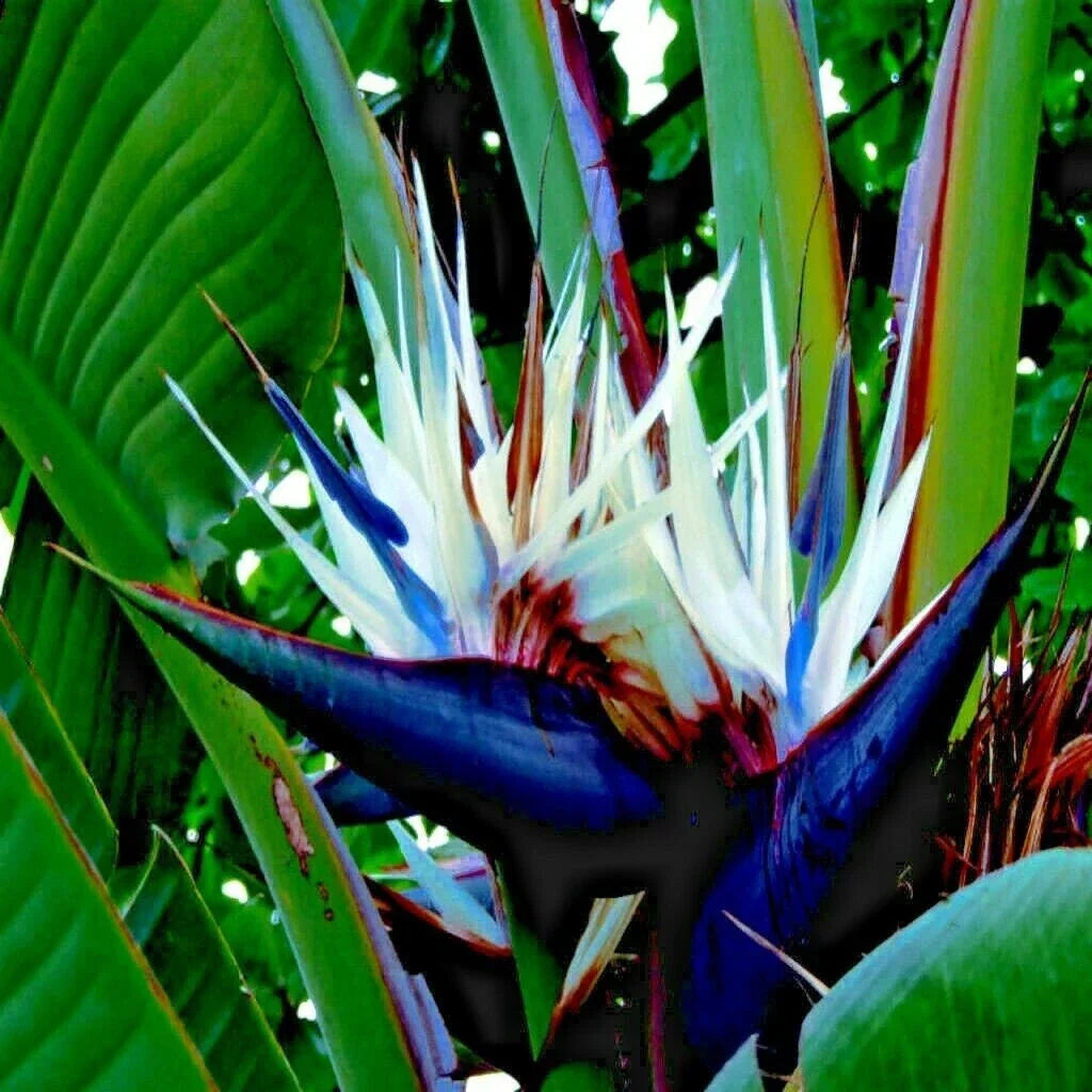 Giant White Bird of Paradise Seeds - Strelitzia nicolai - Tropical Garden Planting Seeds for Exotic Flowers