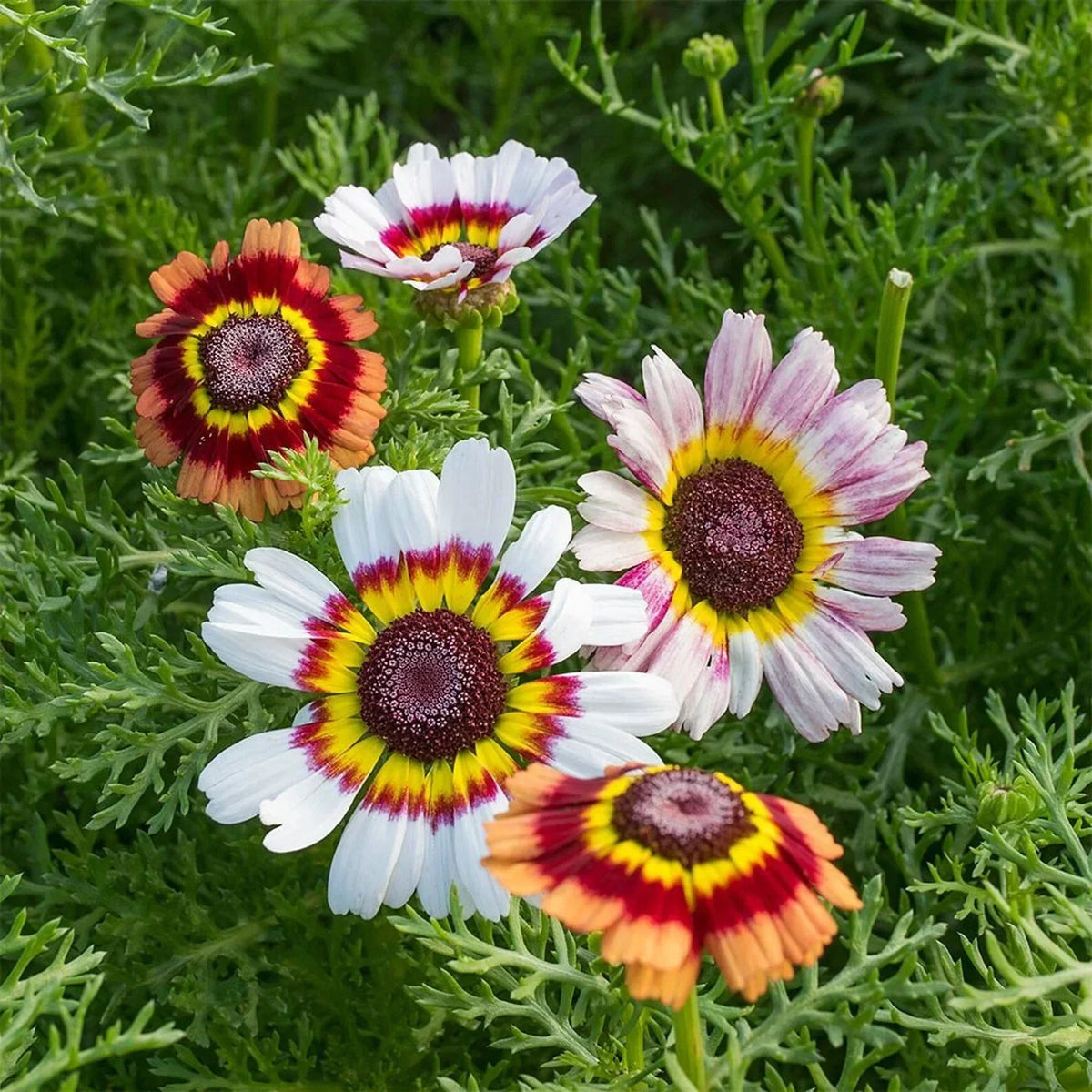 Painted Mix Daisy Flower Seeds - 50pcs Pack - Pink Indian Blanket Sunflower Mix