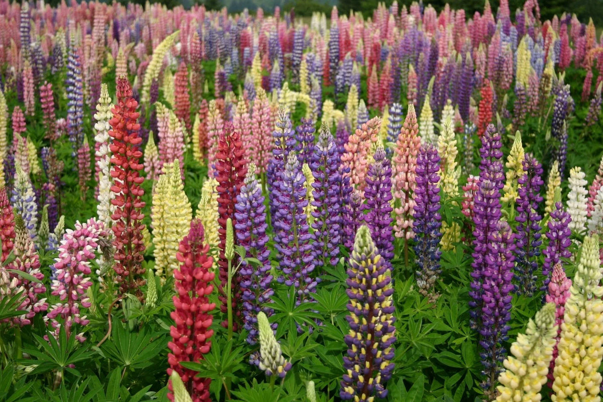Russell Lupine Seeds - Mixed Colors, Non-GMO, Lupinus polyphyllus Garden Flower Seeds for Borders & Pollinator Attraction