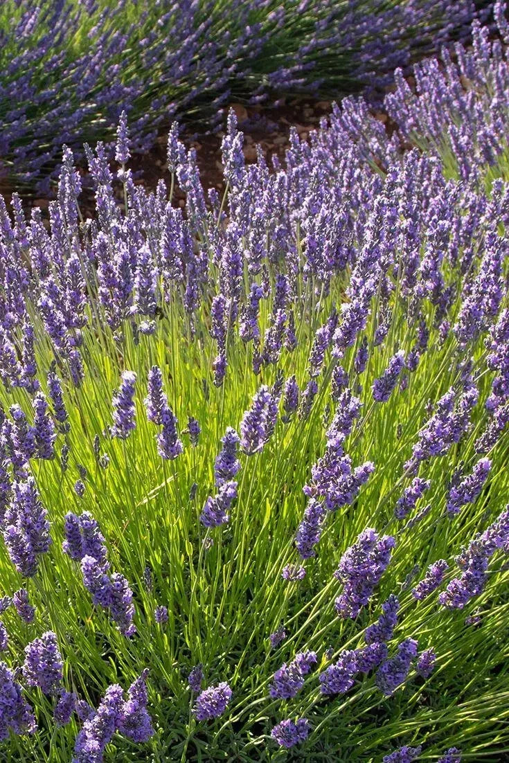 Phenomenal Lavender Plant 4' in Pot - Purple-Blue Flowers, Cold-Hardy Lavandula x intermedia