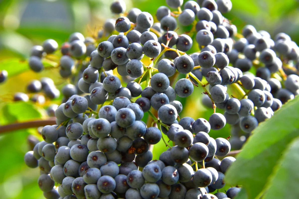Blue Elderberry Seeds - 150 Pack - Sambucus Caerulea Organic Elderberry Plant Seeds for Gardening & Landscaping