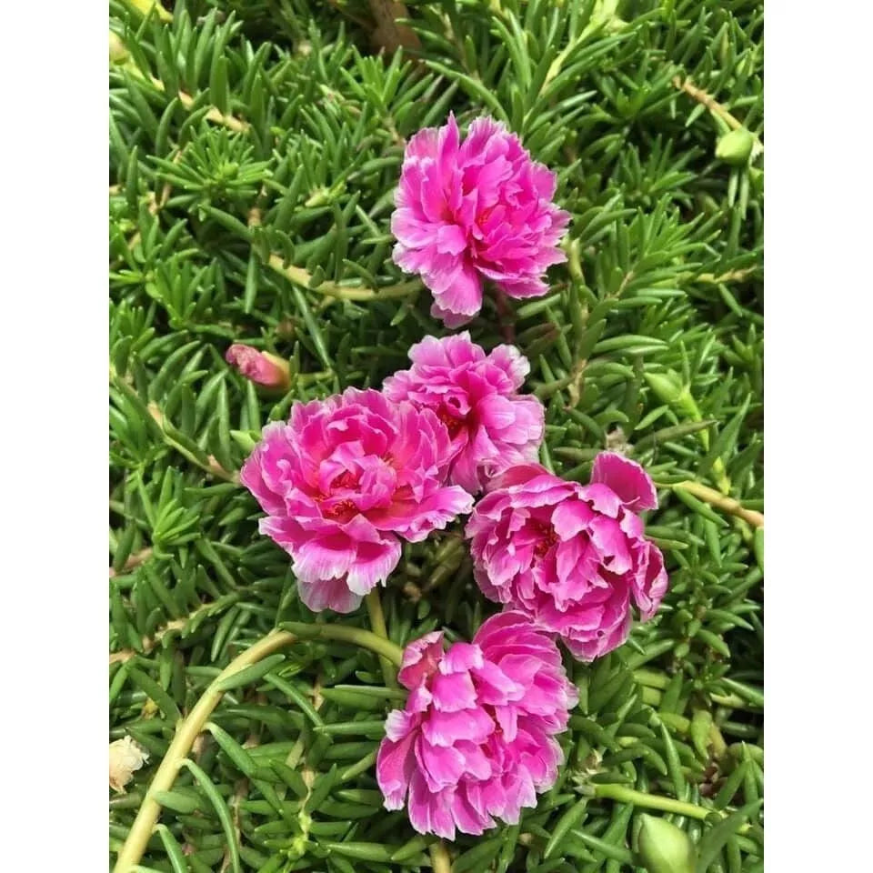 Unrooted Cuttings Portulaca grandiflora PRAKEAW Succulent Plant for Garden & Indoor Decor
