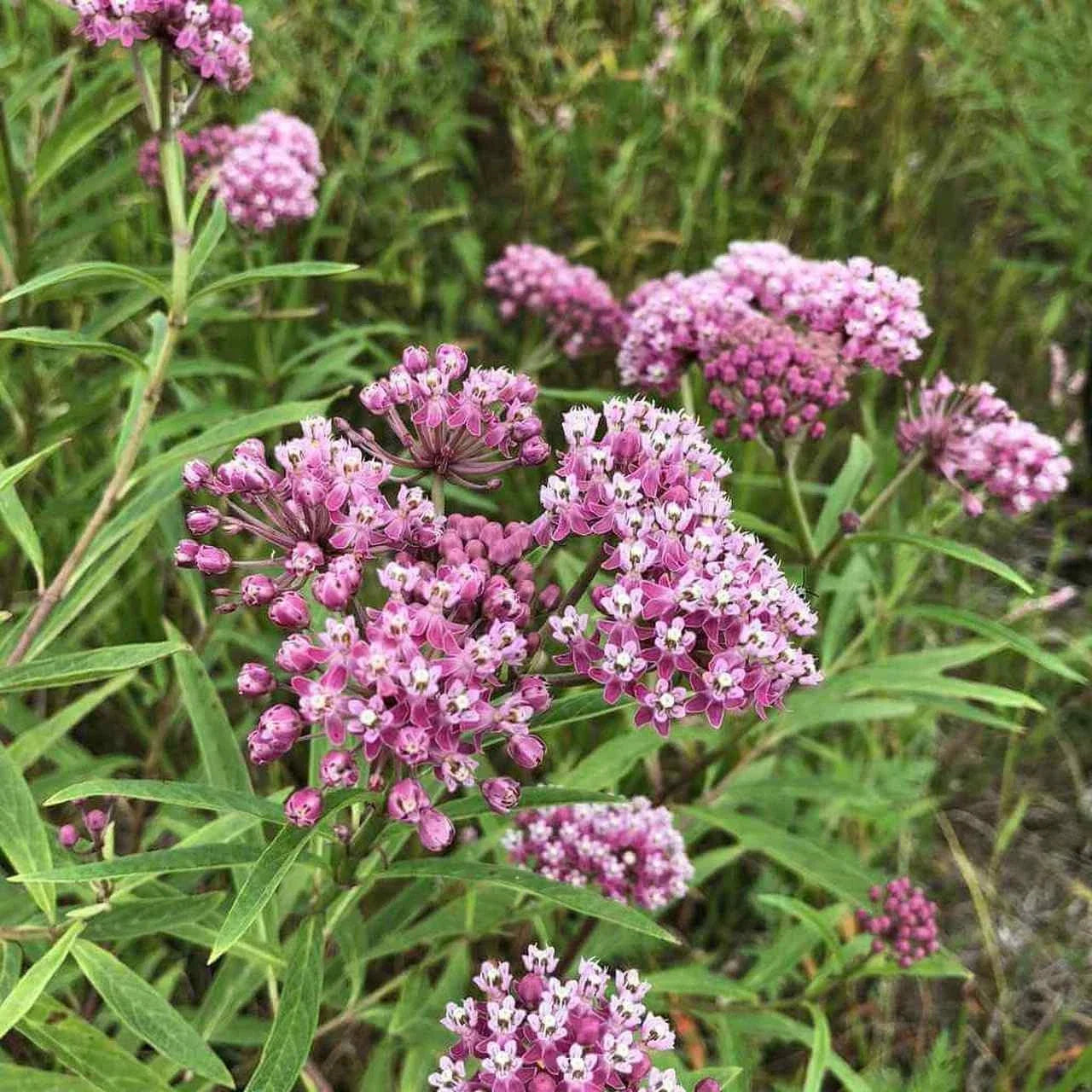 Swamp Milkweed Seeds, Perennial Butterfly & Bee Plant, Asclepias incarnata, Native USA Grown, Wetland Garden Seeds