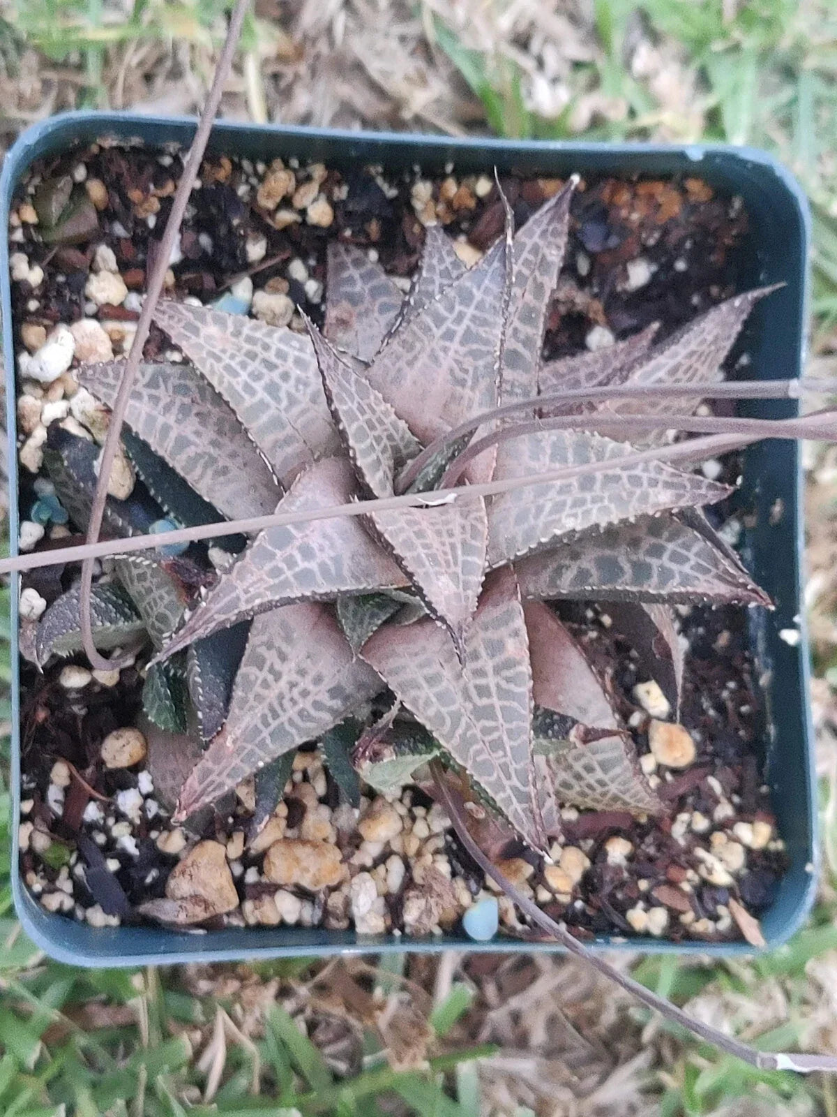 Haworthia Tesselata Potted Plant - 3.5" Succulent with Bronze Color - Indoor Rare Plant for Home & Office