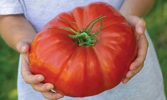 Mortgage Lifter Tomato Seeds - Heirloom Organic Non-GMO Pack of 30+ Solanum lycopersicum