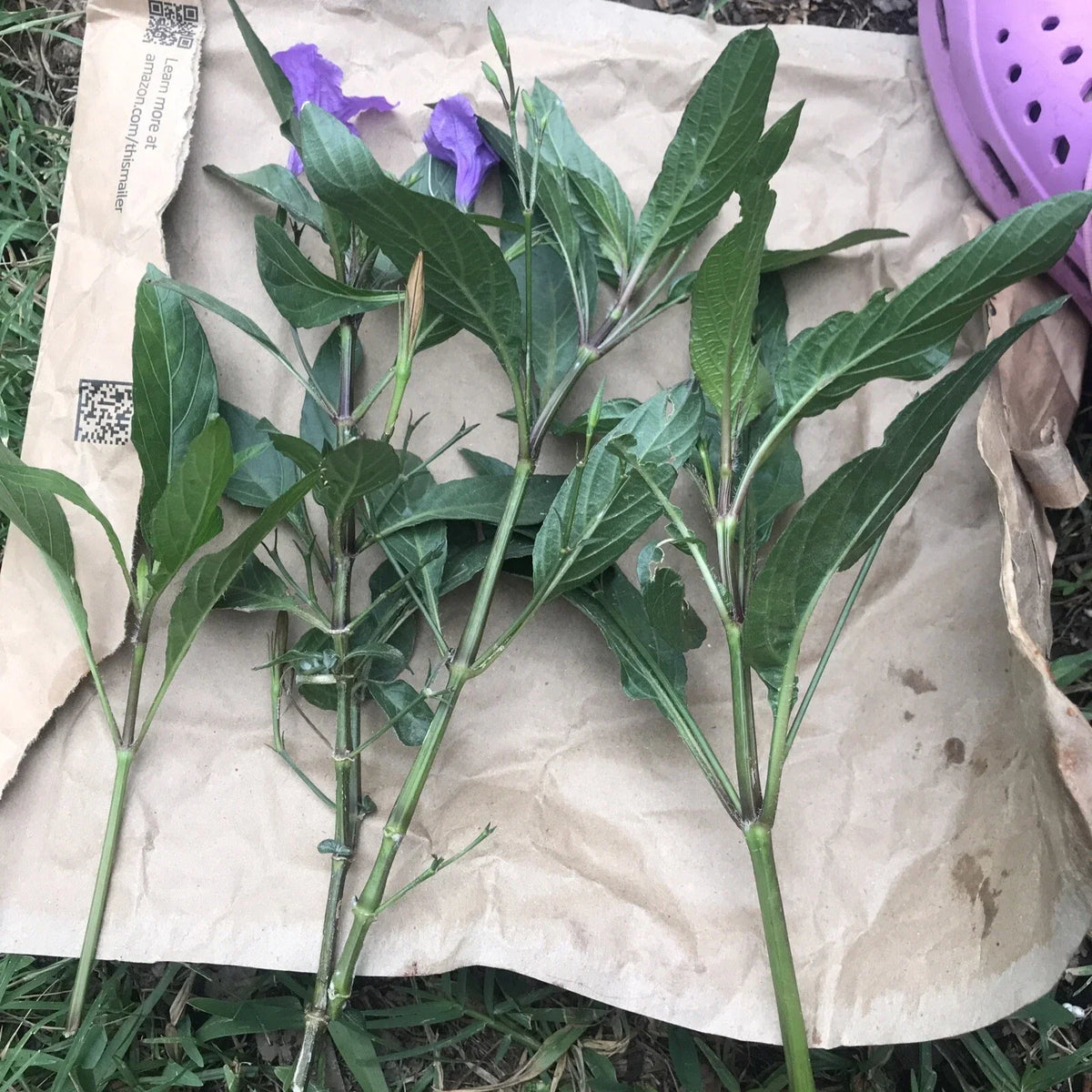 Mexican Petunias Cuttings - 6" Purple Ruellia simplex Live Plant, Easy to Root, Exotic Perennial for Garden Beds & Containers