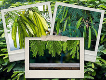 Koa Haole Tamarind Tree Seeds - 50+ Miracle Leadtree Seeds - Leucaena leucocephala