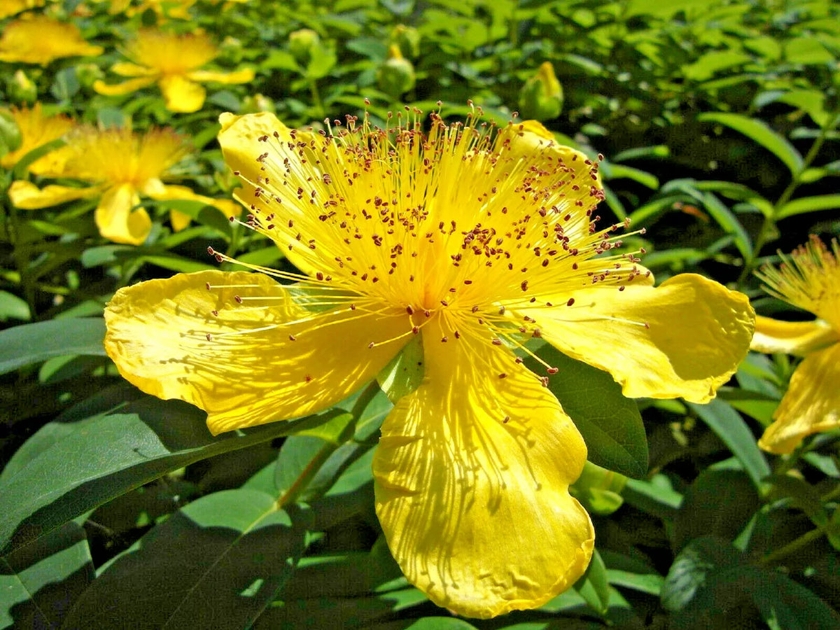 Great St. John's Wort Seeds - 400+ Hypericum perforatum Medicinal Herb Seeds for Healing, Yellow Flowers