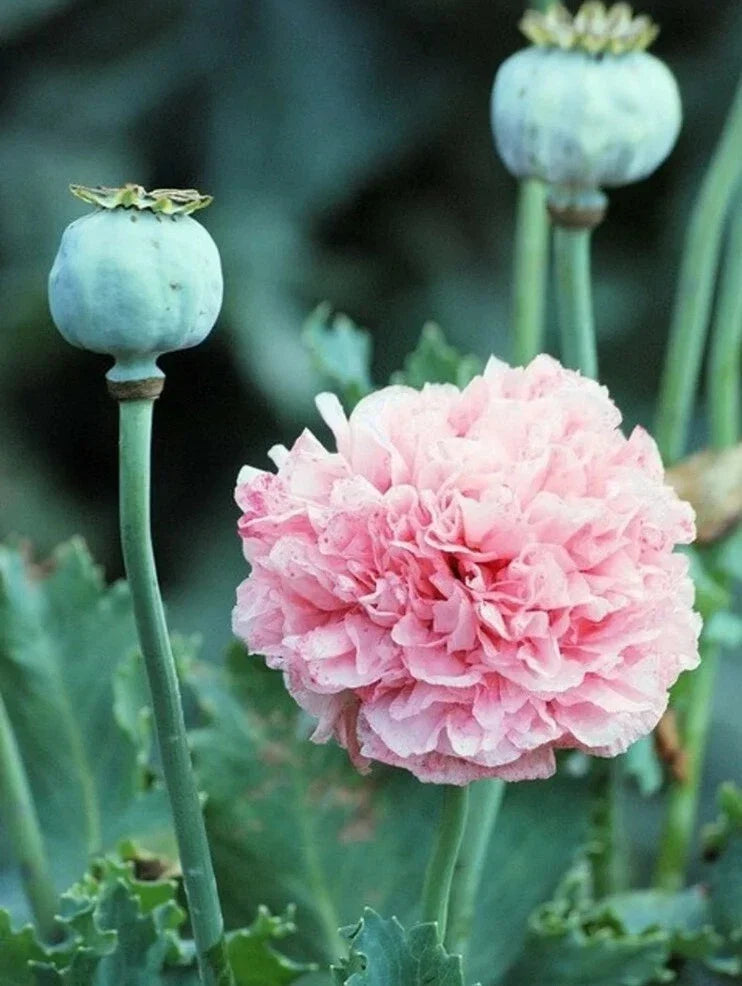 Heirloom Frosted Elegance Peony Poppy Seeds - 200+ Fresh Botanical Seeds for Garden, Border, or Cut Flowers
