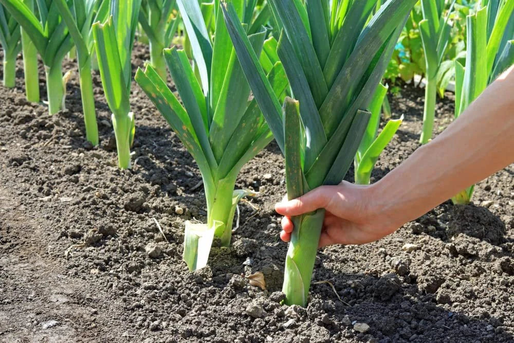 Leek Seeds for Planting - 50+ Fresh Allium ampeloprasum Garden Seeds