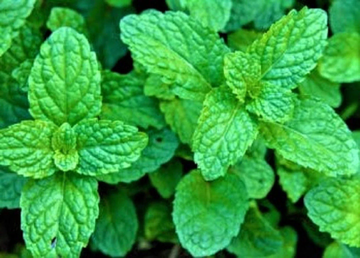 Peppermint Mint Seeds - Non-GMO Herb Garden Starter - Mentha × piperita - Over 100 Seeds for Cooking & Tea