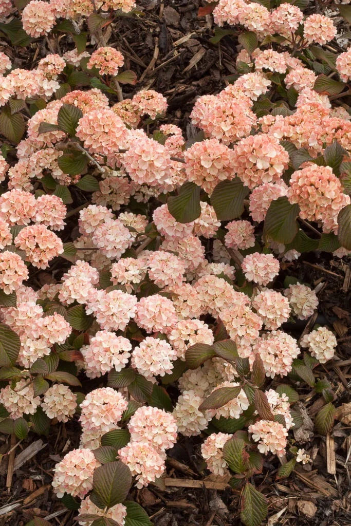Mary Milton Viburnum Plant 8+ Inches | Viburnum plicatum f. plicatum Bare Root Shrub